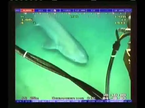 A Shark Biting An Internet Cable Video